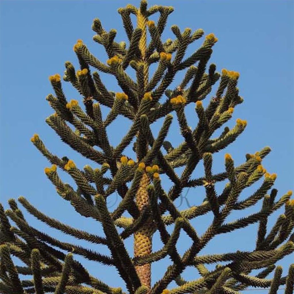 Araucaria imbricata (araucana) - Désespoir des singes