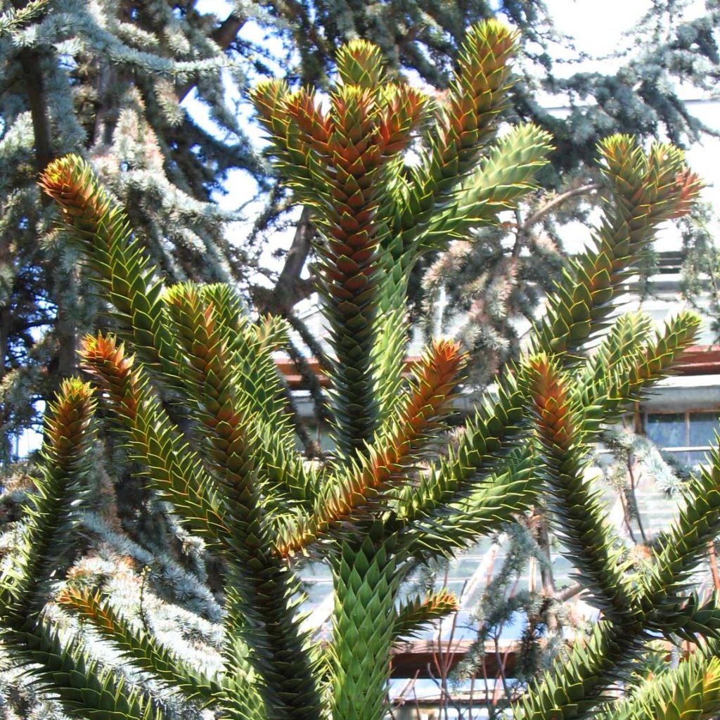 Araucaria imbricata (araucana) - Désespoir des singes