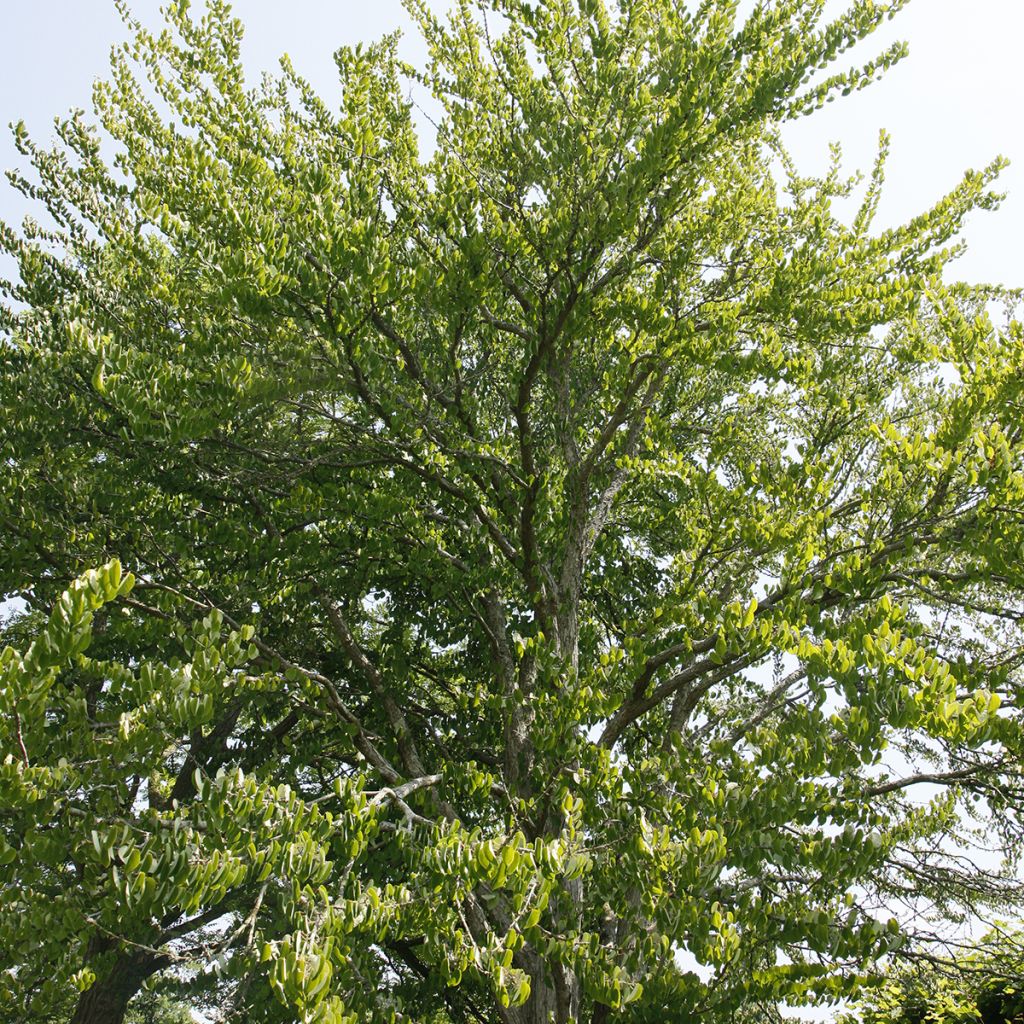 Arbre à caramel - Cercidiphyllum magnificum