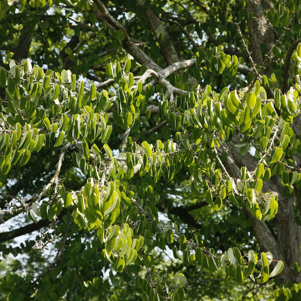 Arbre à caramel - Cercidiphyllum magnificum