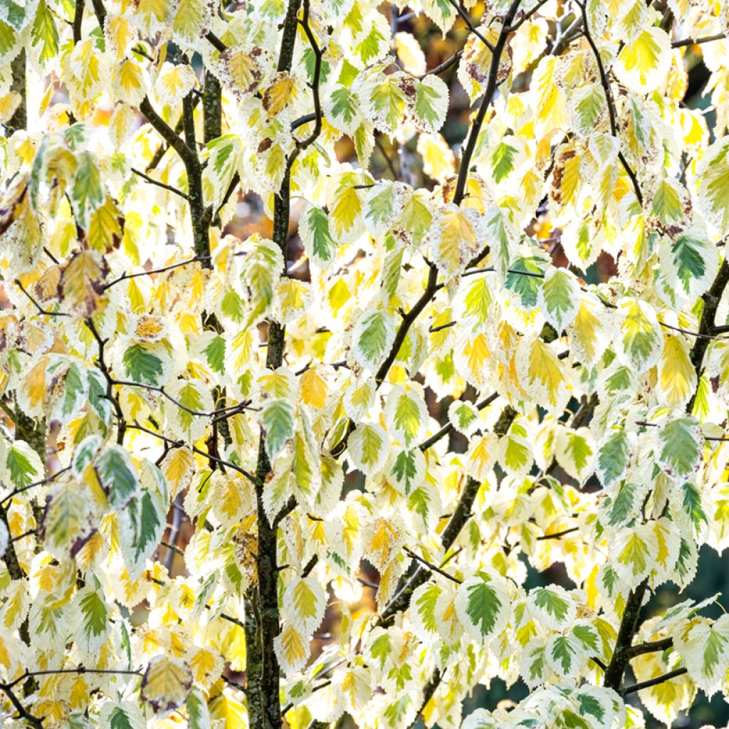 Arbre aux mouchoirs - Davidia involucrata Lady Sunshine