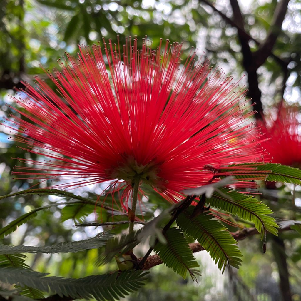 Arbre de soie - Albizia julibrissin Rouge de Tuilière