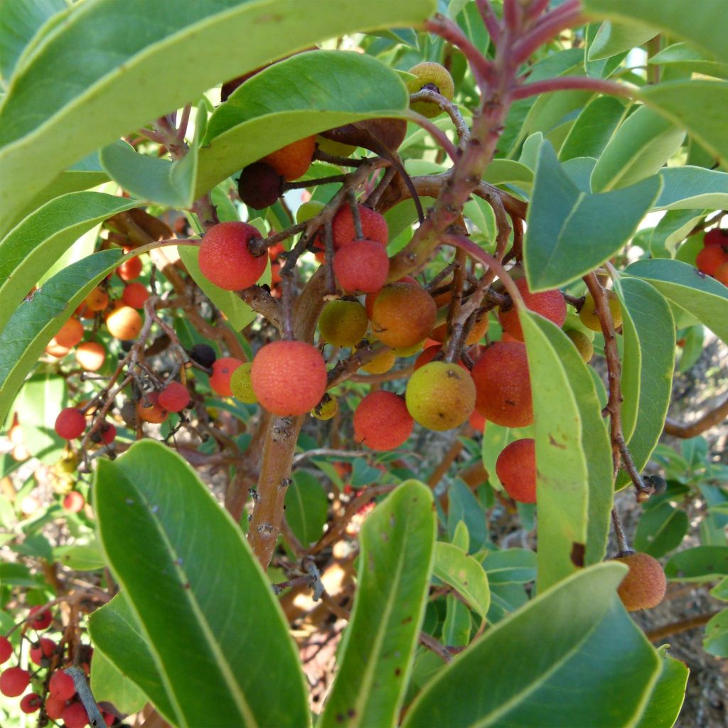 Arbutus andrachne - Arbousier de Chypre.