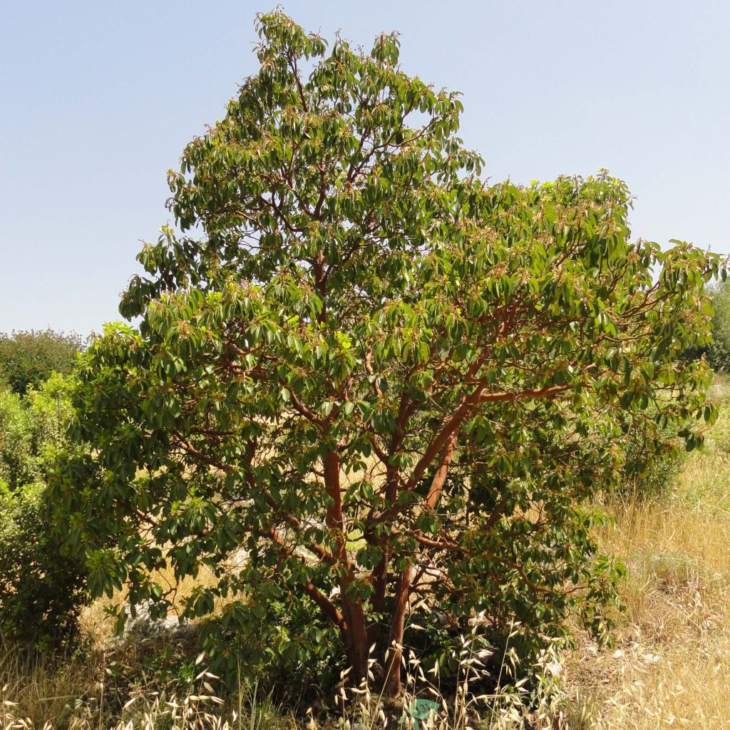 Arbutus andrachne - Arbousier de Chypre.