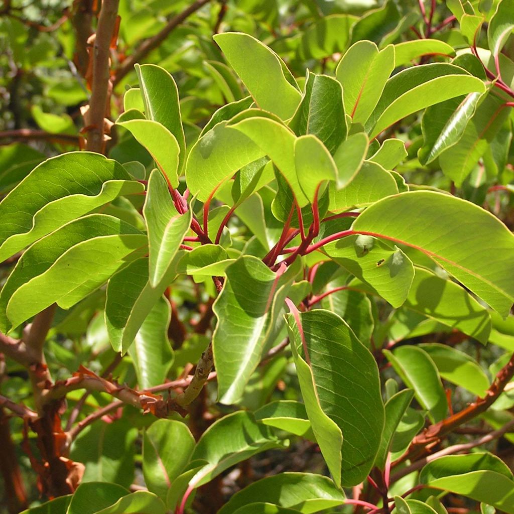 Arbutus andrachne - Arbousier de Chypre.