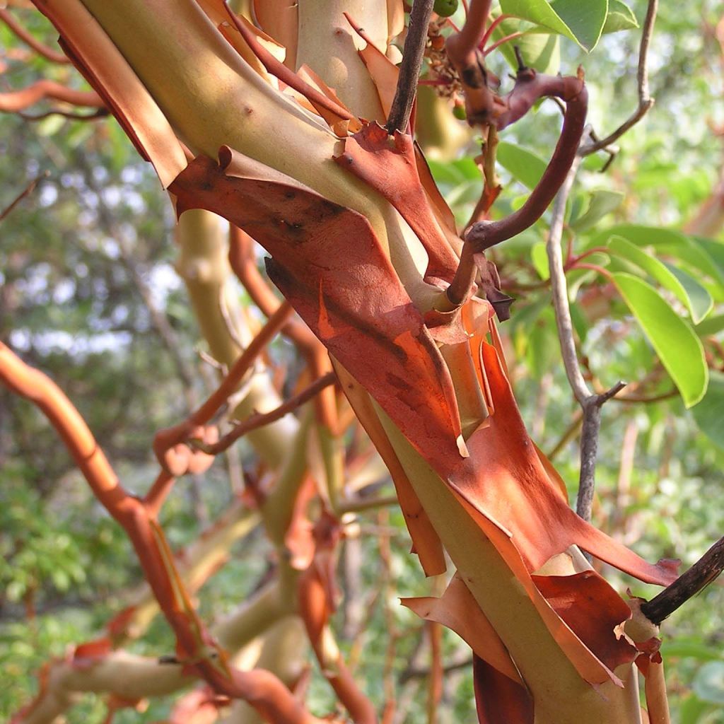 Arbutus andrachne - Arbousier de Chypre.