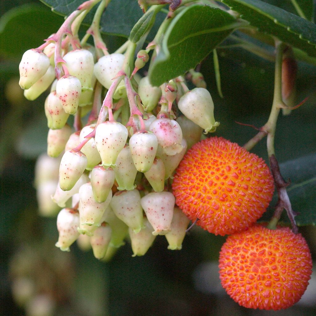 Arbousier Atlantic - Arbutus unedo