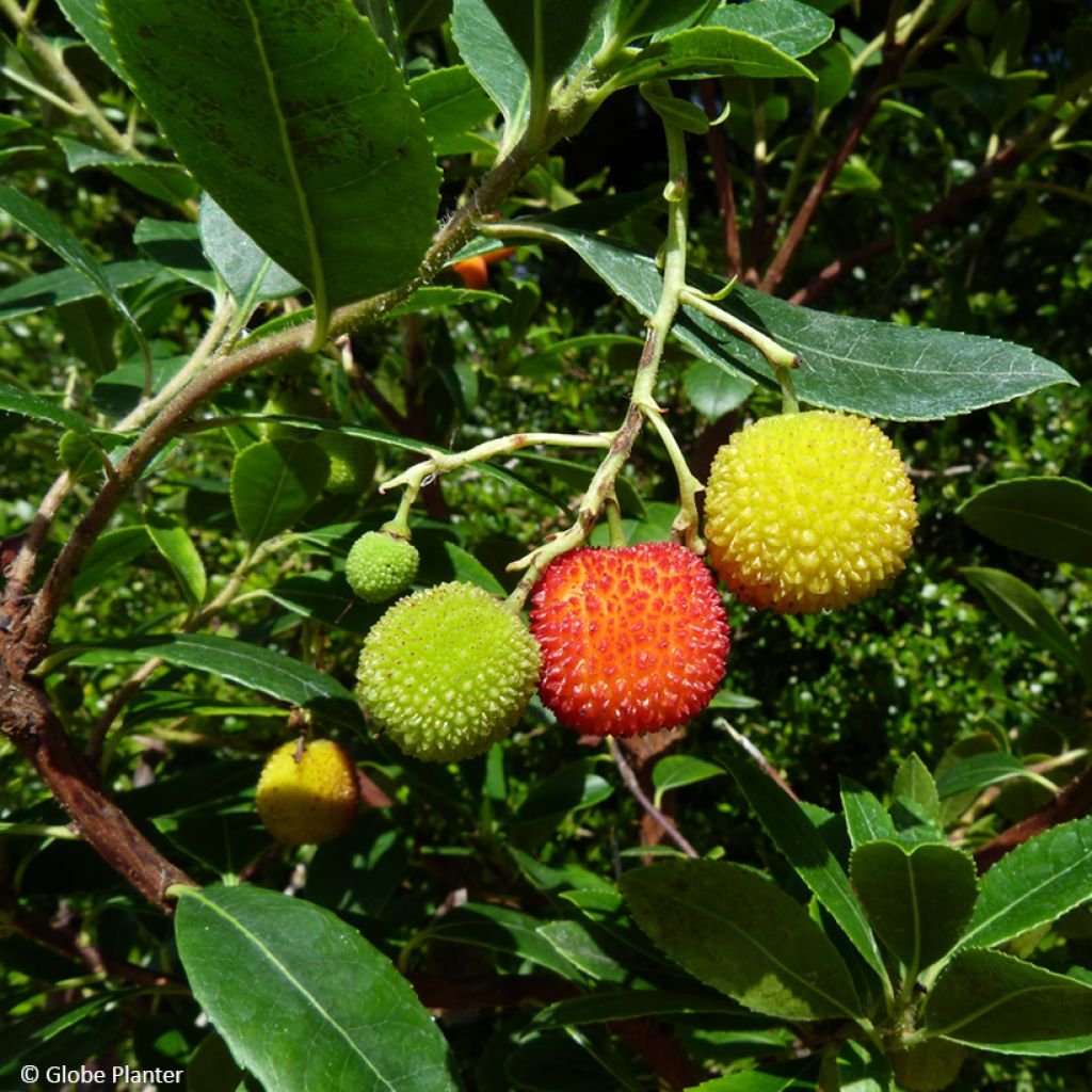 Arbutus unedo Peace and Love - Arbousier