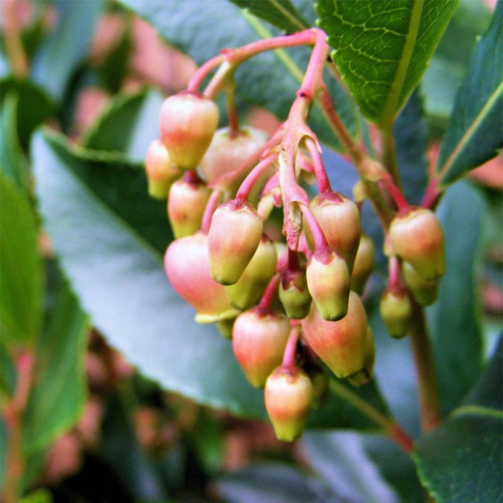 Arbutus unedo Rubra - Arbousier