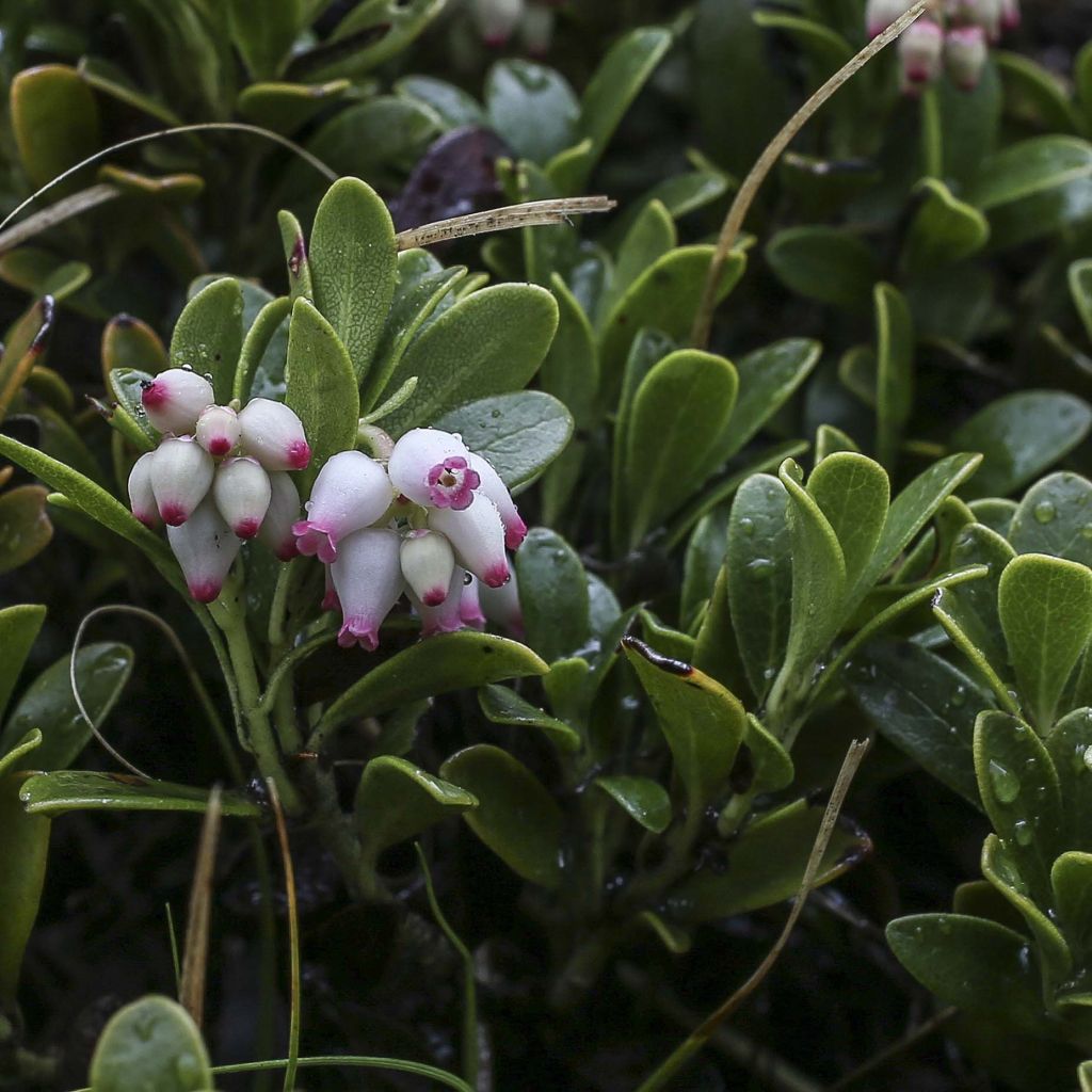 Arctostaphylos uva-ursi - Raisin d'ours 