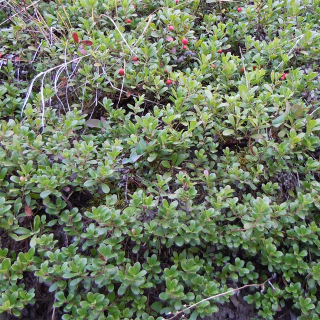 Arctostaphylos uva-ursi - Raisin d'ours 