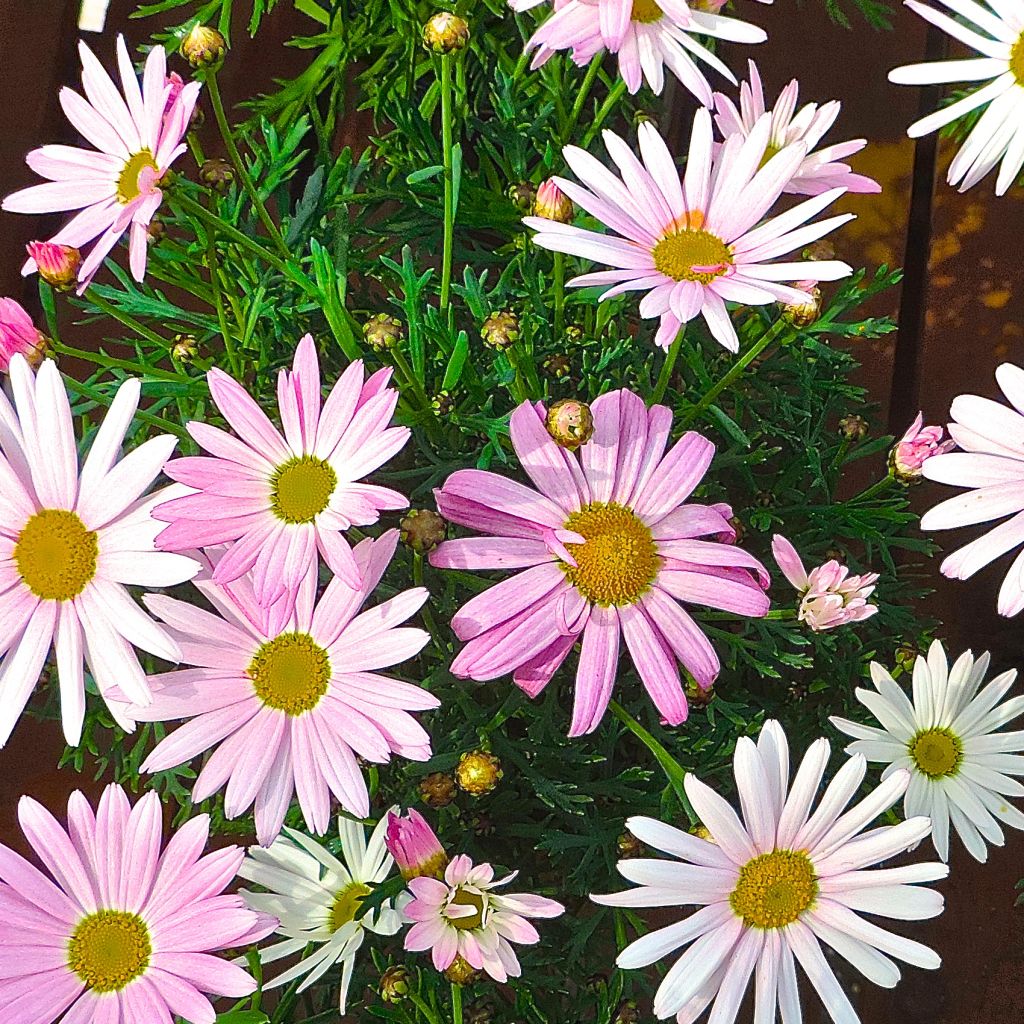 Argyranthemum Gill s Pink