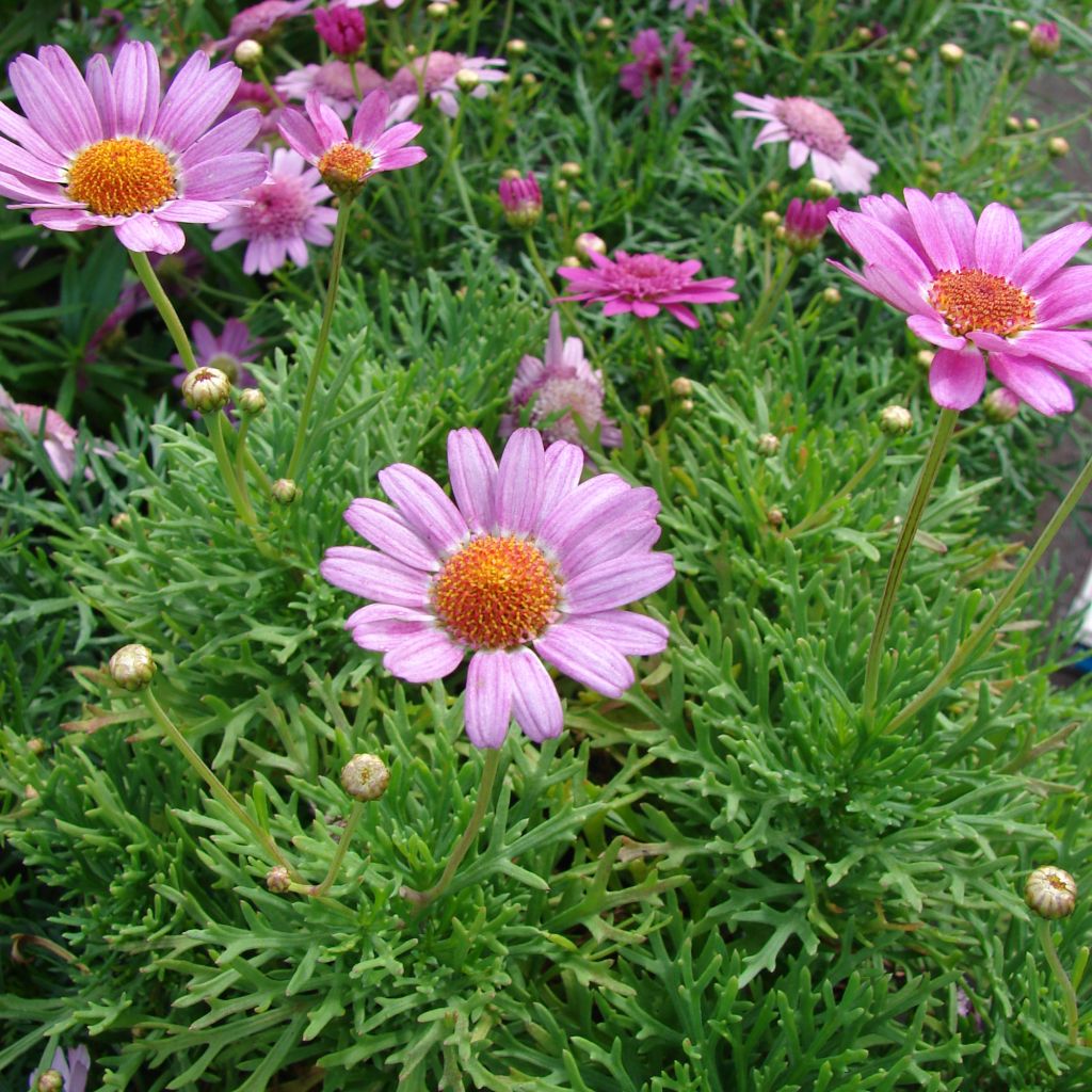 Argyranthemum Petite Pink