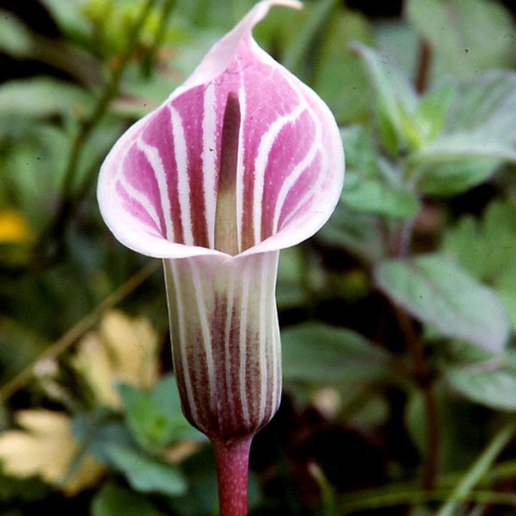 Arisaema candidissimum