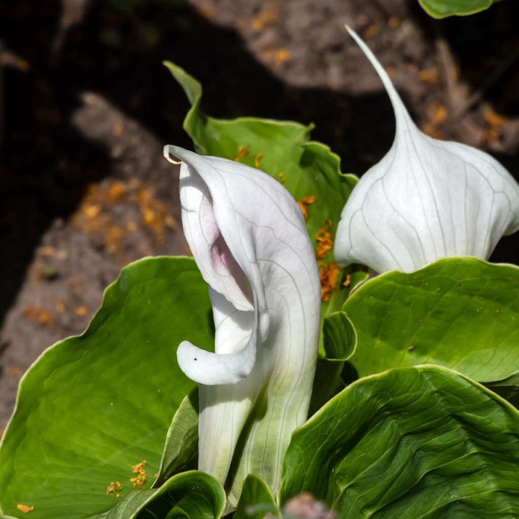 Arisaema candidissimum