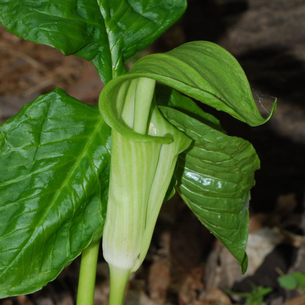 Arisaema erubescens