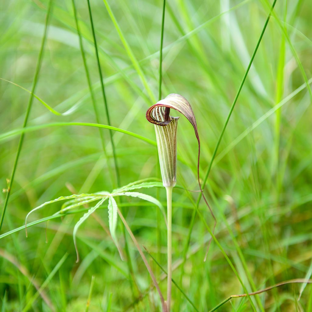 Arisaema erubescens