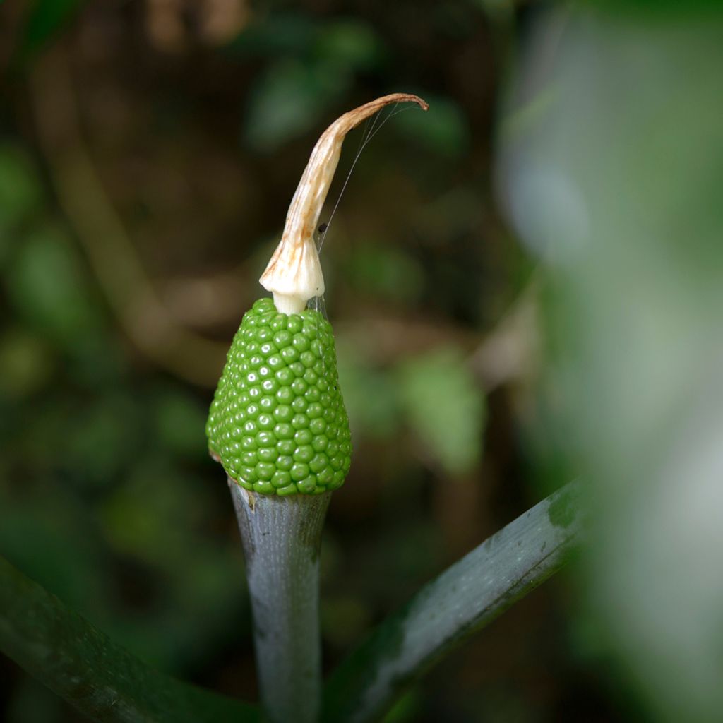 Arisaema erubescens