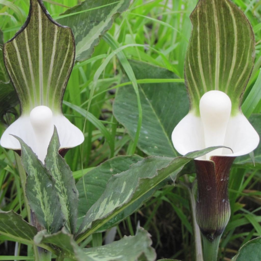 Arisaema sikokianum