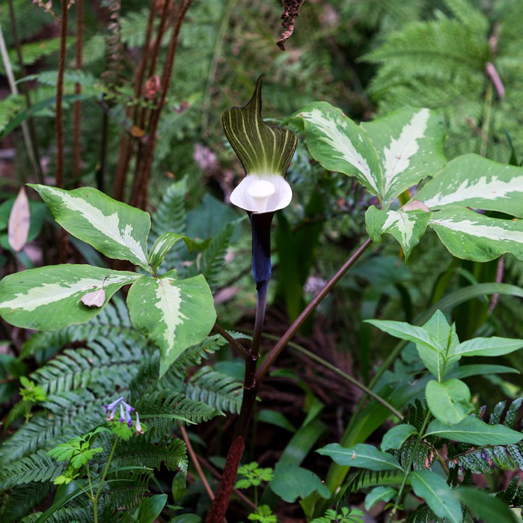 Arisaema sikokianum