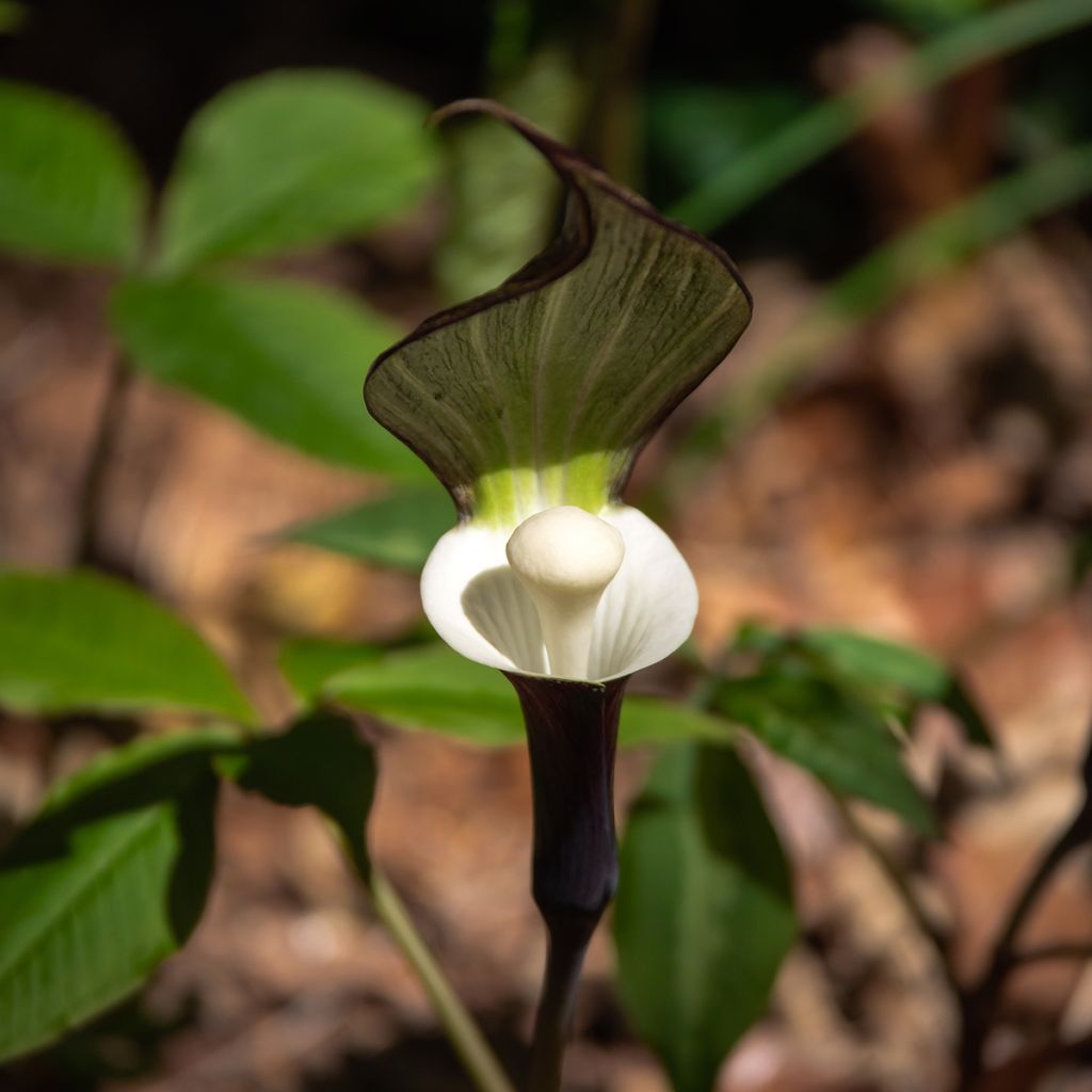 Arisaema sikokianum