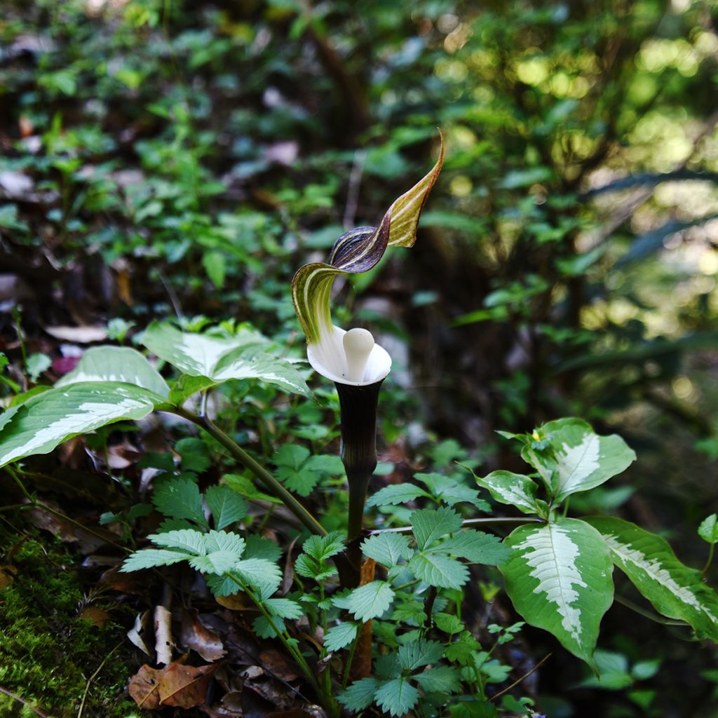 Arisaema sikokianum