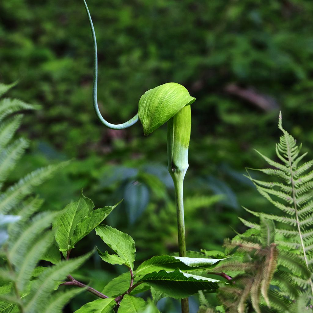 Arisaema tortuosum - Plante cobra