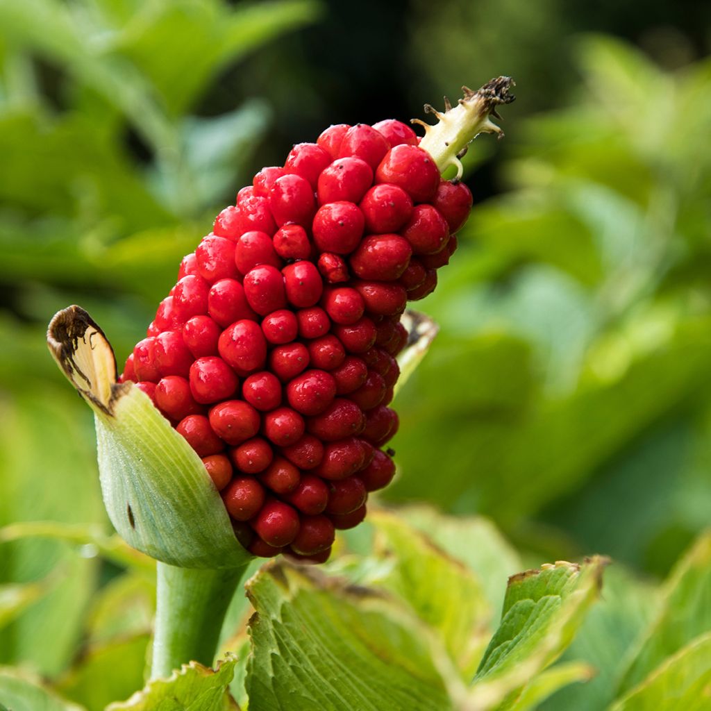 Arisaema tortuosum - Plante cobra