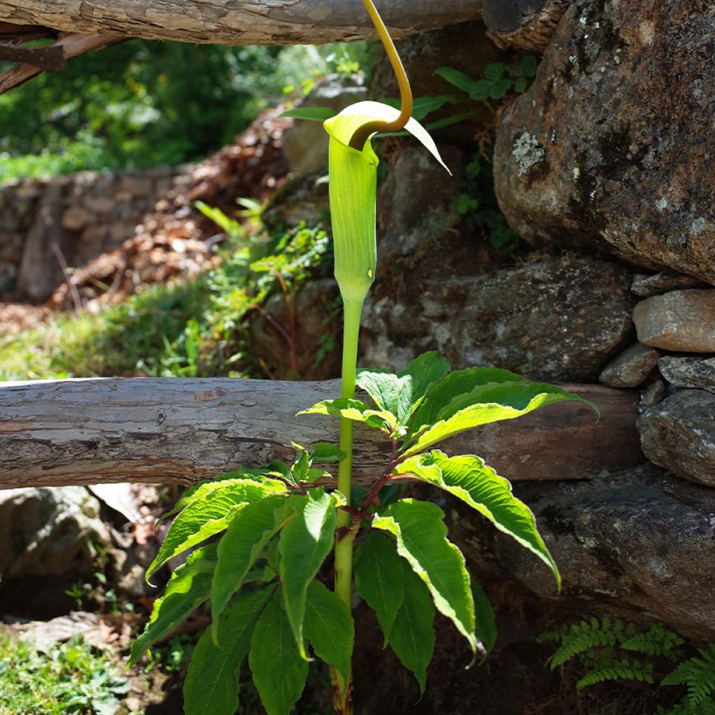 Arisaema tortuosum - Plante cobra