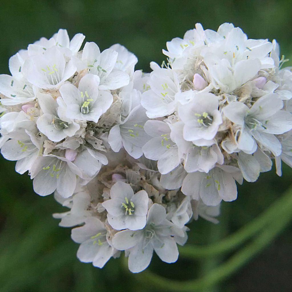 Gazon d'Espagne blanc, Armeria Maritima alba