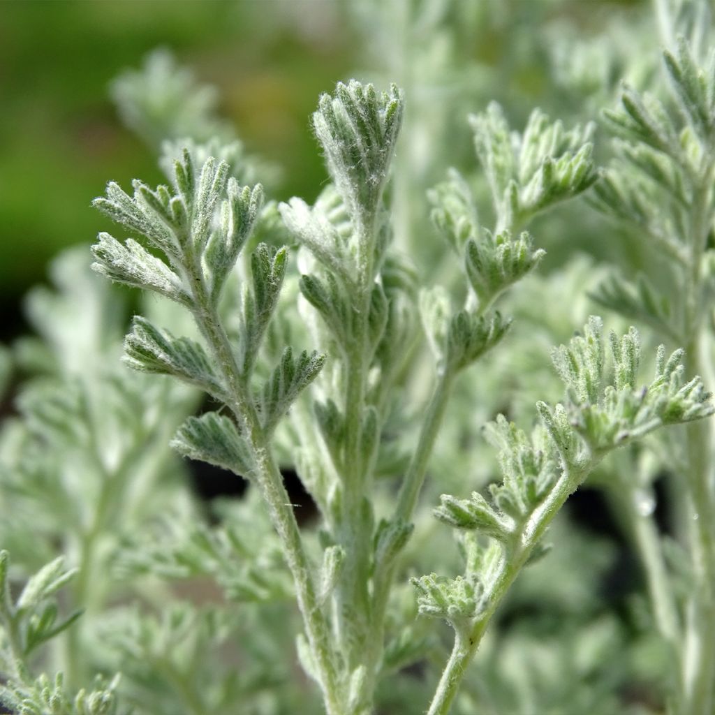 Armoise - Artemisia arborescens Little Mice