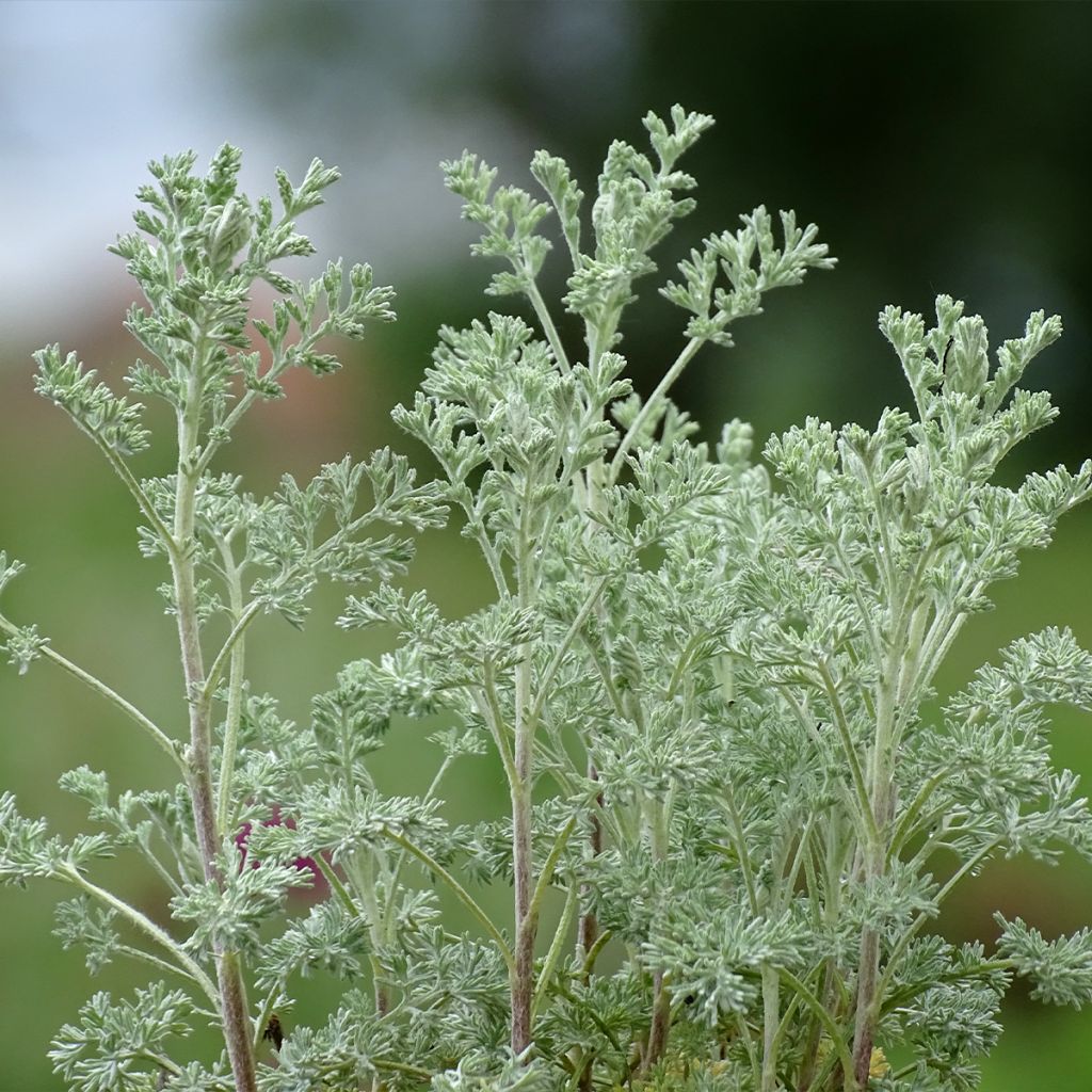 Armoise - Artemisia arborescens Little Mice