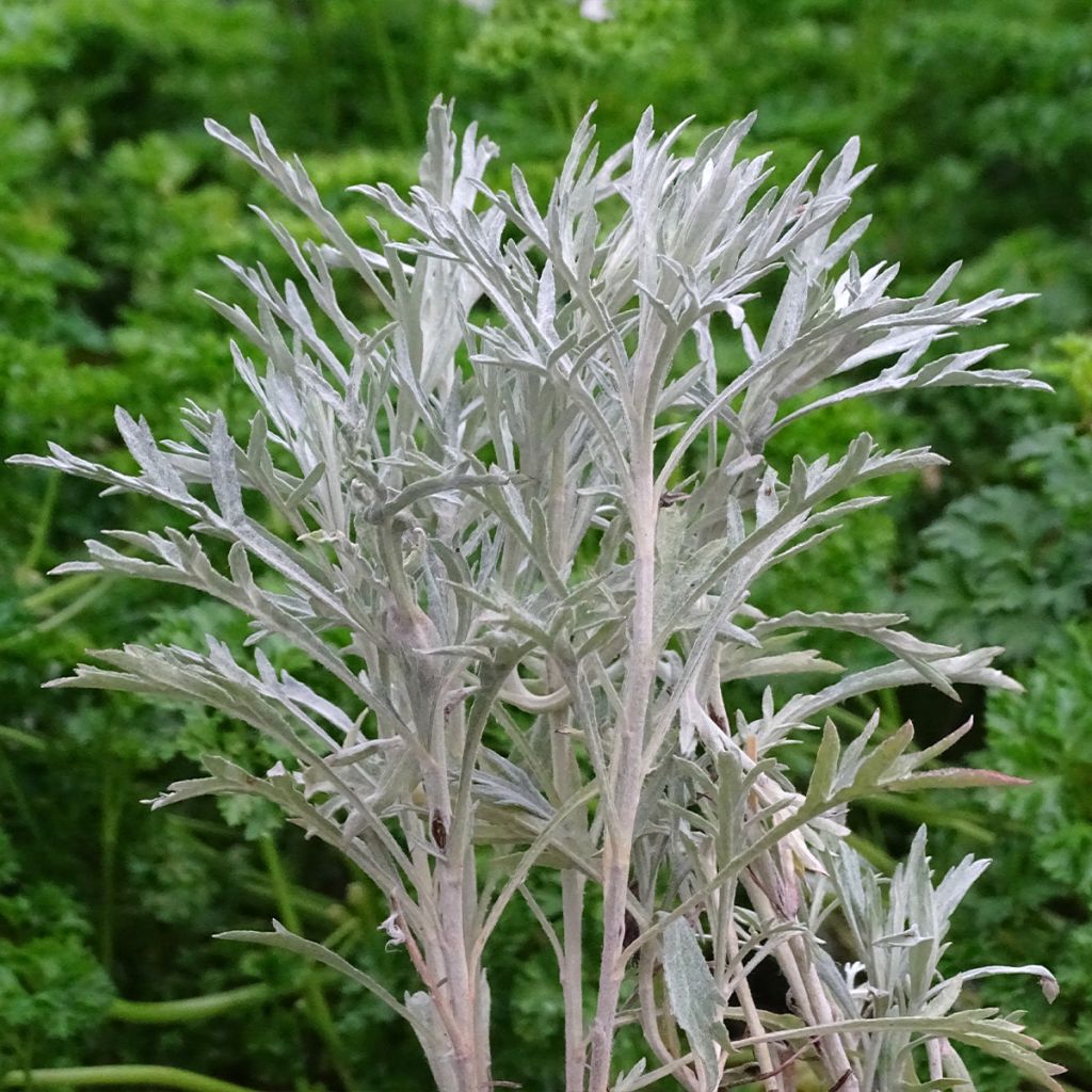 Armoise - Artemisia ludoviciana Silver Queen