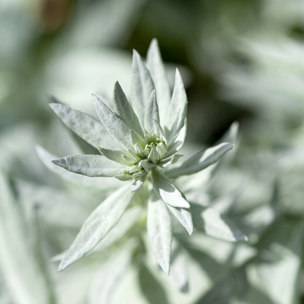 Armoise - Artemisia ludoviciana Silver Queen