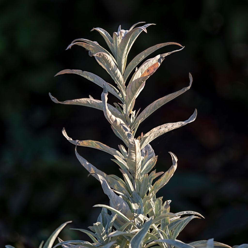 Armoise - Artemisia ludoviciana Valerie Finnis
