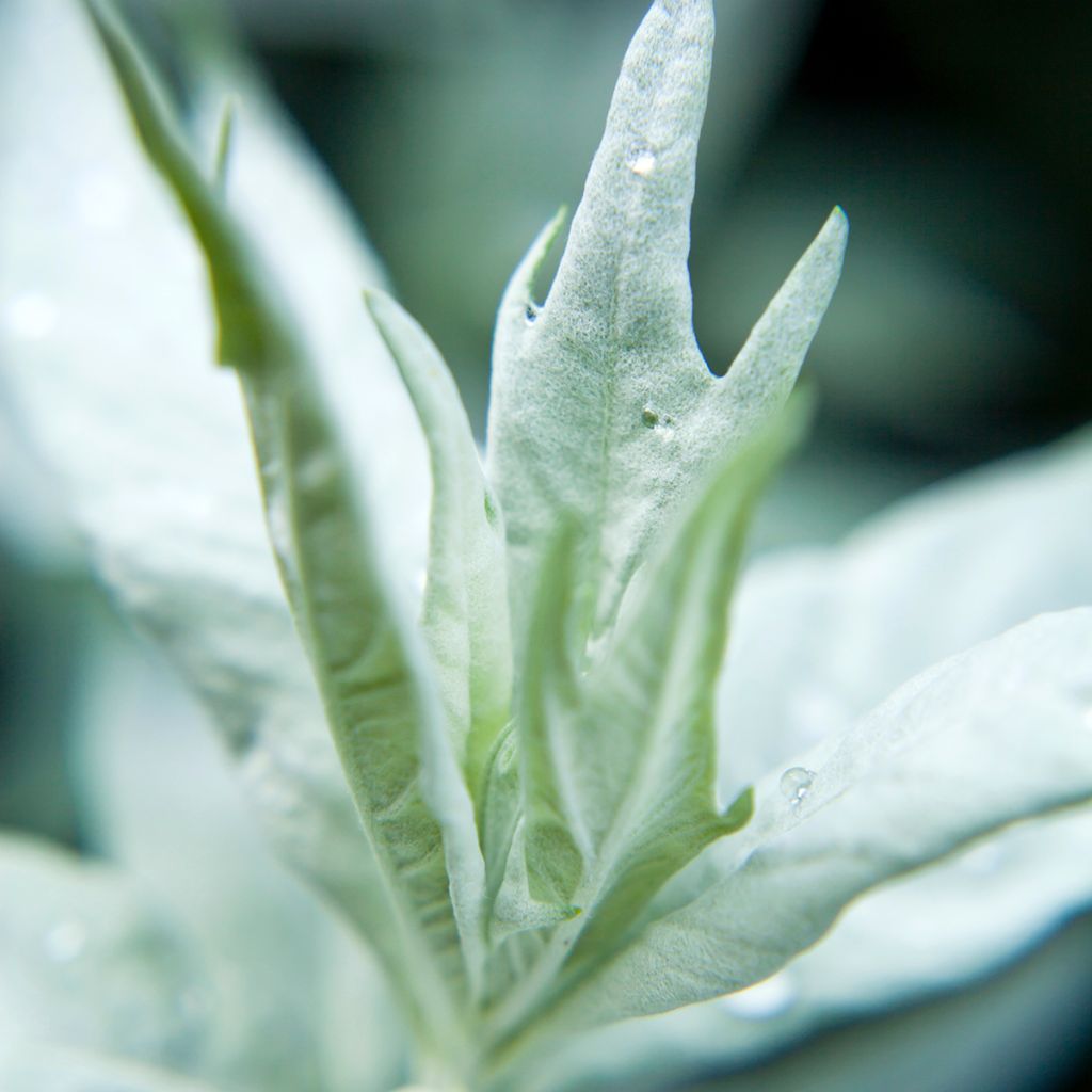 Armoise - Artemisia ludoviciana Valerie Finnis