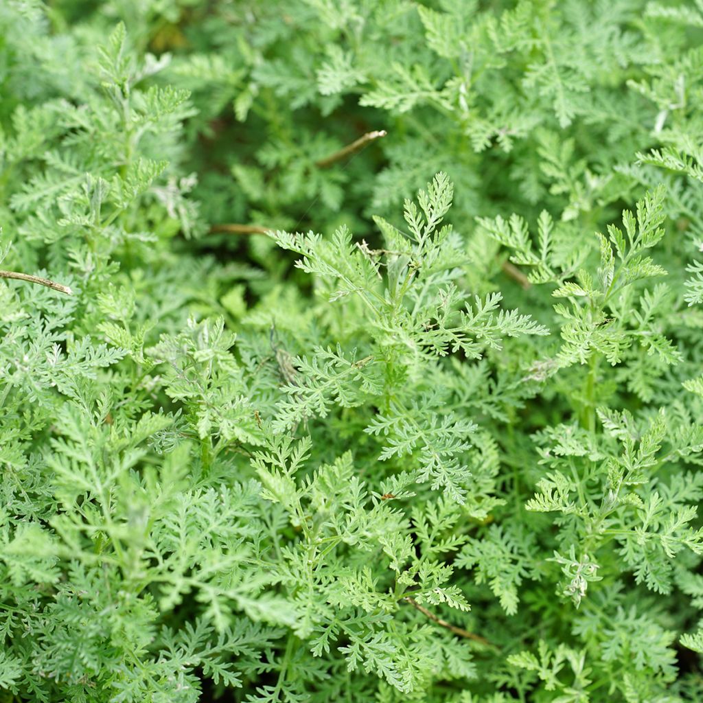 Armoise, Artemisia pontica