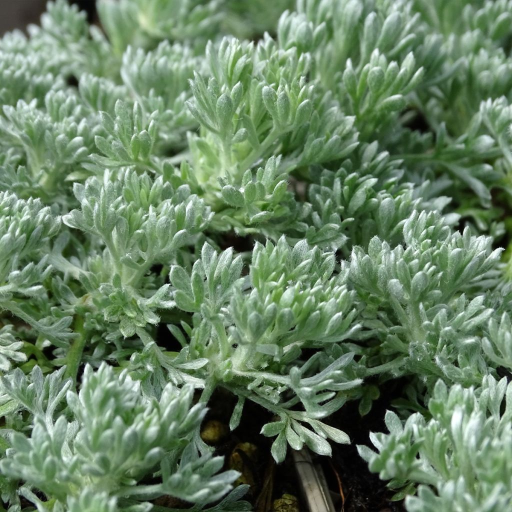 Armoise - Artemisia schmidtiana Nana