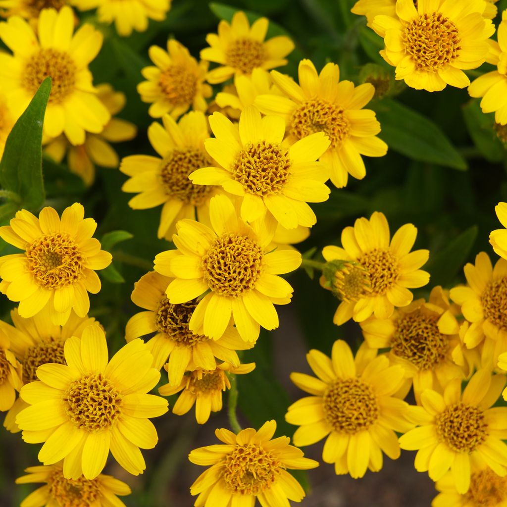 Arnica chamissonis - Arnica américaine