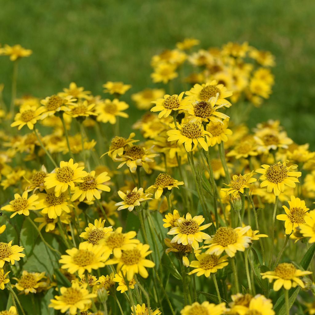 Arnica chamissonis - Arnica américaine