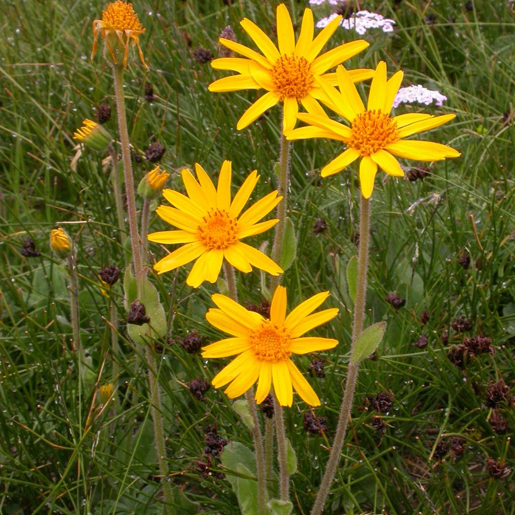 Arnica montana - plantain des Alpes