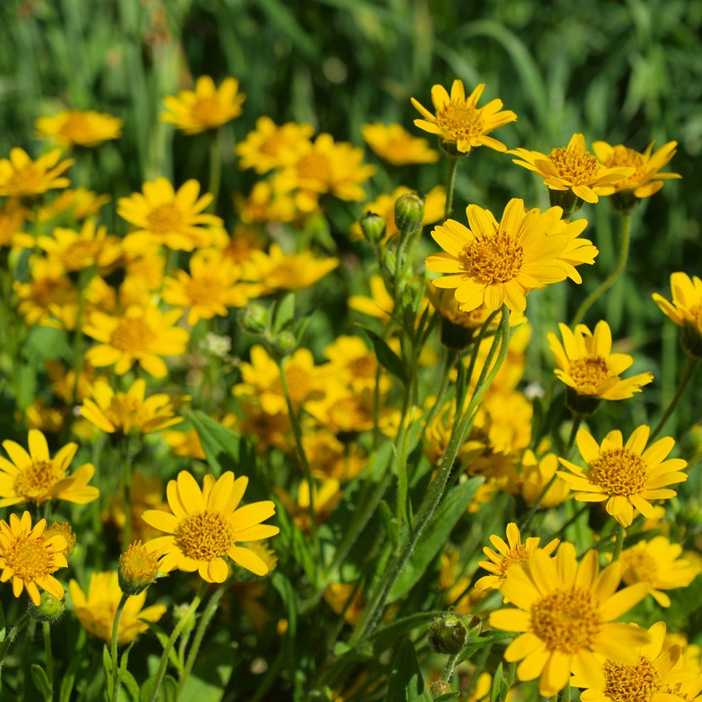 Arnica montana - Plantain des Alpes