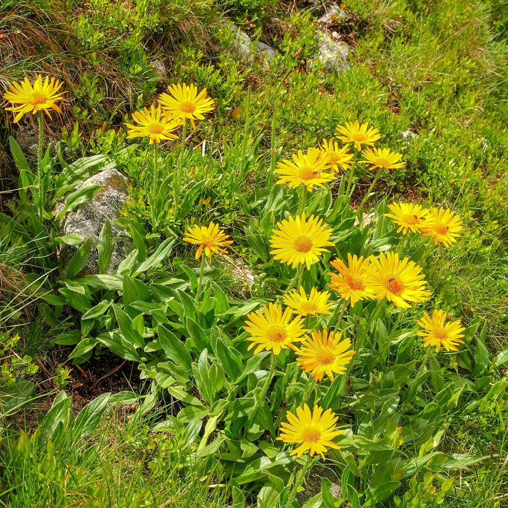 Plant d'Arnica rhizomateuse - Pépinière des Carlines