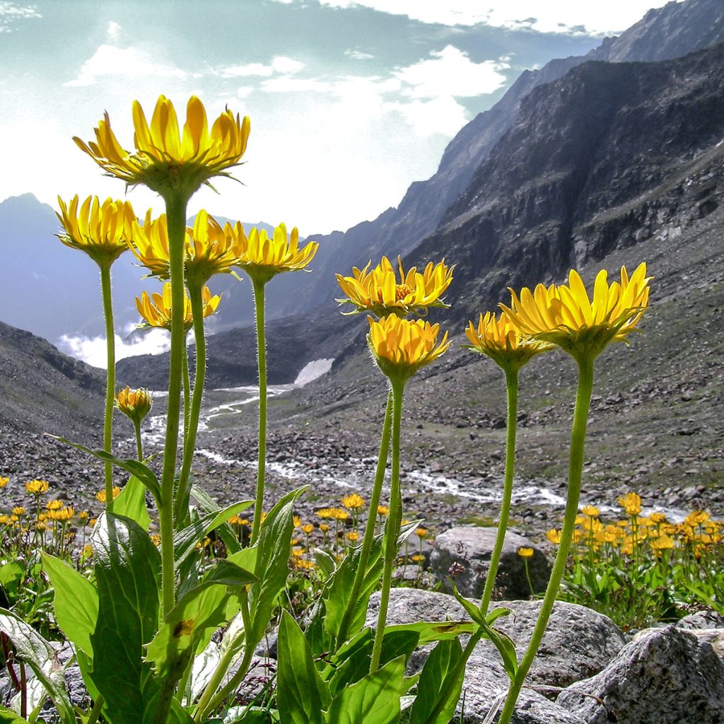 Plant d'Arnica rhizomateuse - Pépinière des Carlines