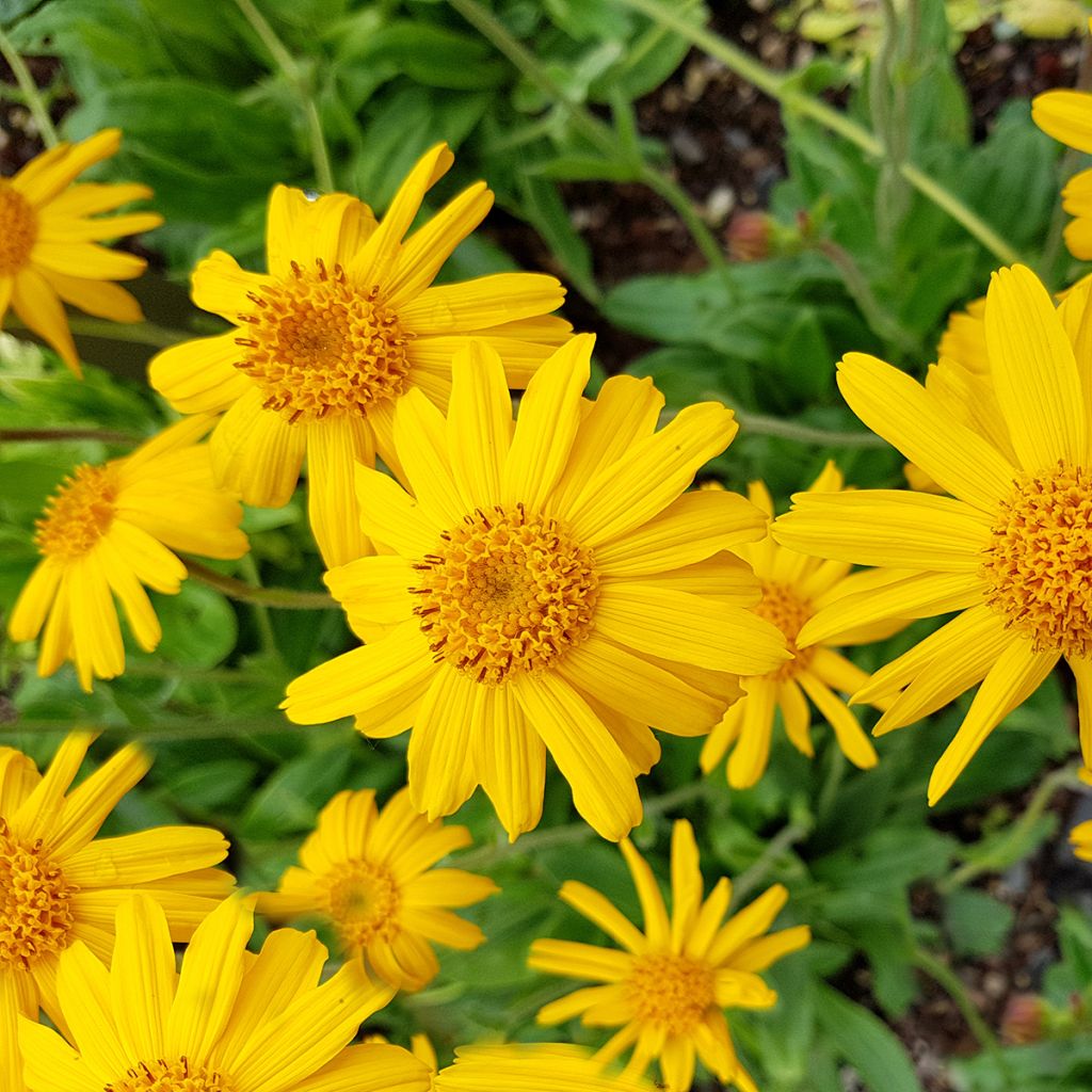 Arnica montana - Plantain des Alpes