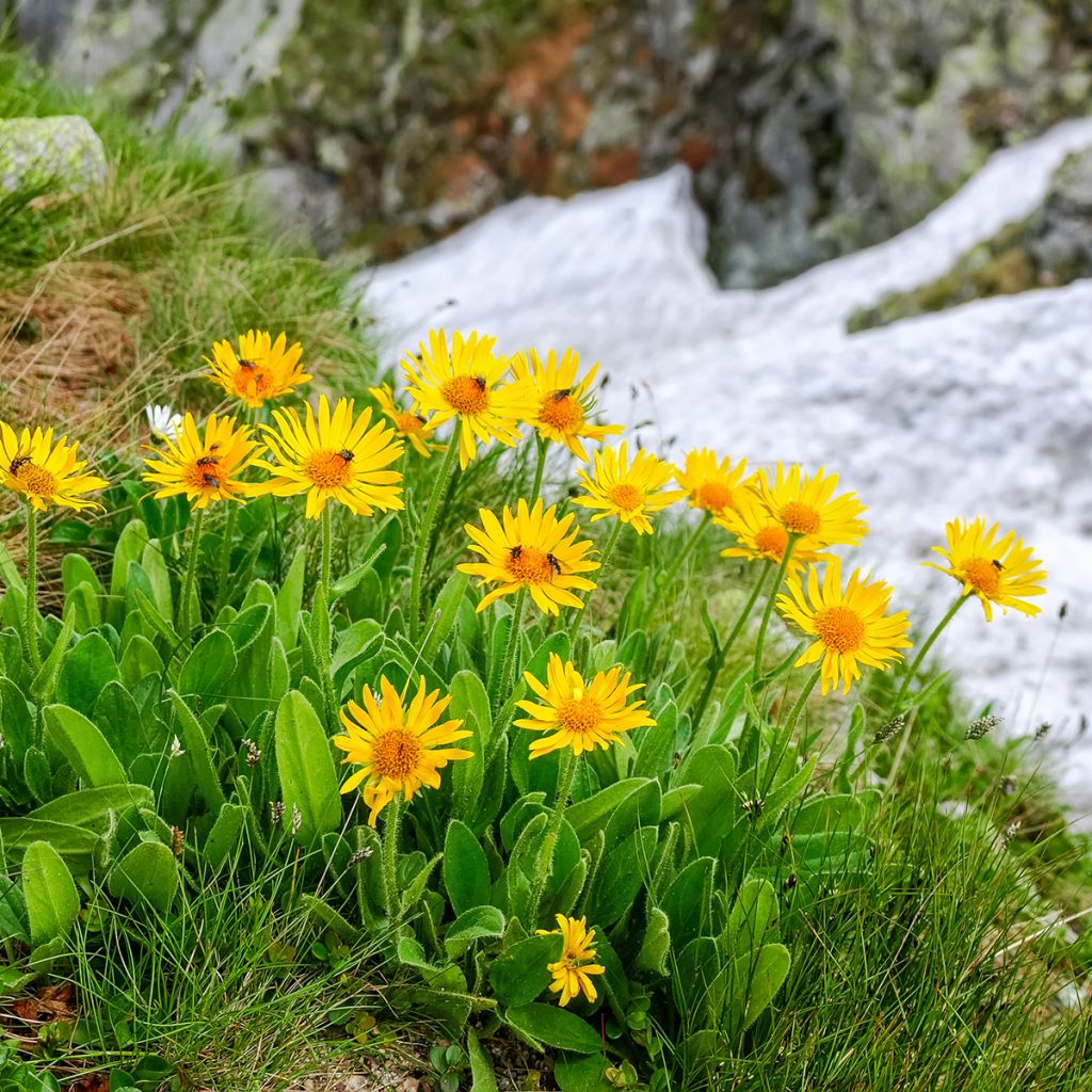 Arnica montana - Plantain des Alpes