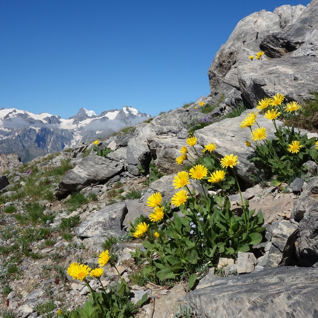 Plant d'Arnica rhizomateuse - Pépinière des Carlines