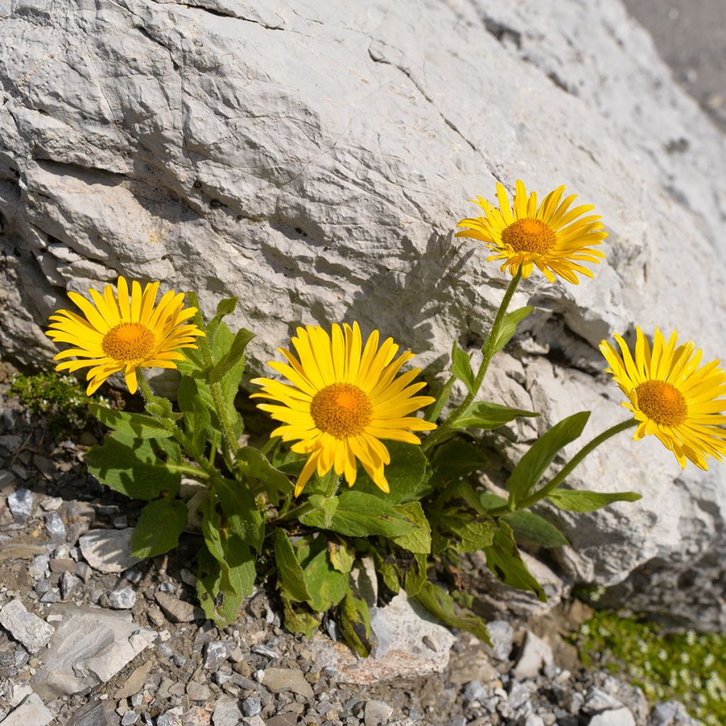 Arnica montana - Plantain des Alpes