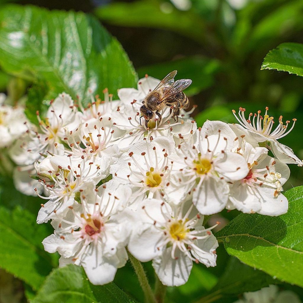 Aronia melanocarpa - Aronie à fruits noirs