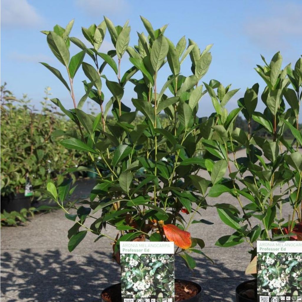 Aronia melanocarpa - Aronie à fruits noirs